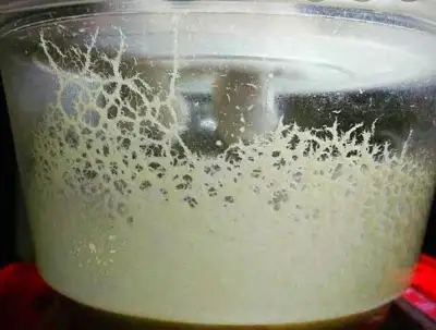 Microworms comes with plastic container (with a lid). It is good protein source for fish fries and s...