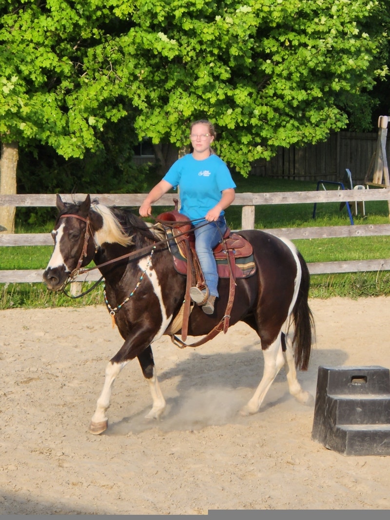 Paint horse for sale Horses & Ponies for Rehoming Kawartha Lakes Kijiji