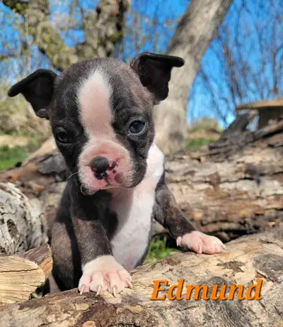 Olive has had a sweet litter of 7 pups! We have 1 girl and 3 boys available. Mom is pure Boston Terr...