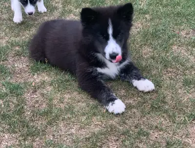 Pomsky puppies, View more