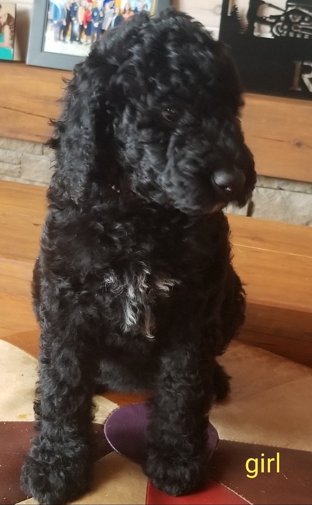 Bernedoodle puppies Dogs & Puppies for Rehoming Charlottetown Kijiji