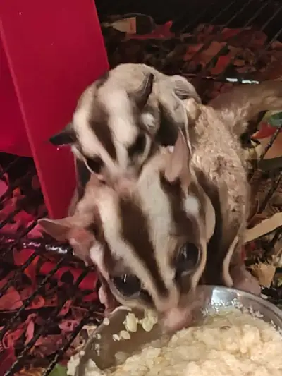 sugar gliders, View more