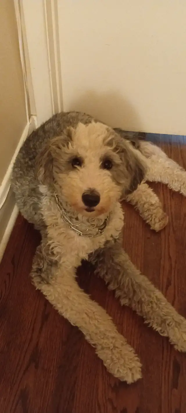 Sheepadoodle Puppies Coming Soon! in Dogs & Puppies for Rehoming in Hamilton - Image 5