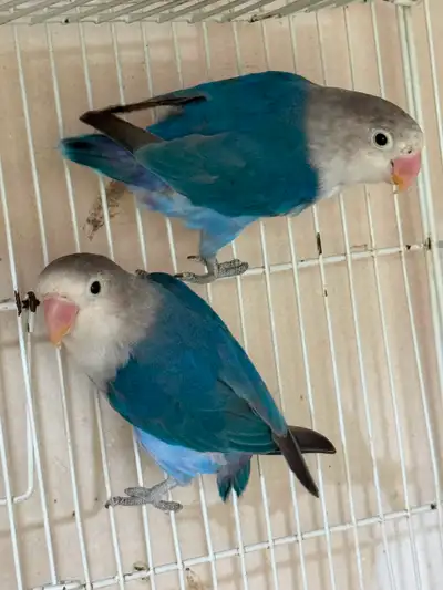 Fischer lovebirds babies, View more