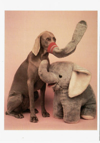 weimaraner in All Categories in Ontario Kijiji Canada