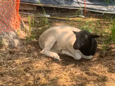 SHEEPS, DORPER RAMS FOR BREEDING, View more