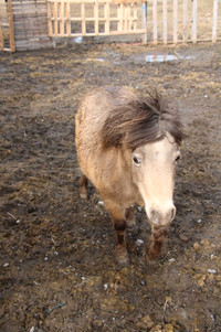Miniature horse female buckskin