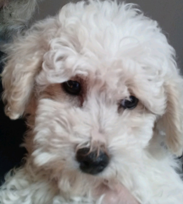 Toy Poodle Puppy for sale Dogs & Puppies for Rehoming Ottawa Kijiji