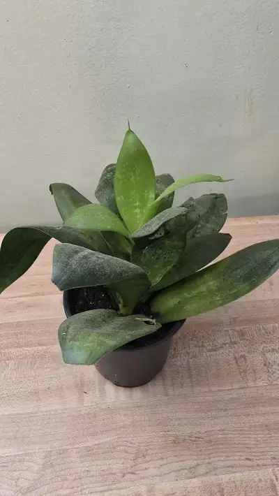 snake plant, View more