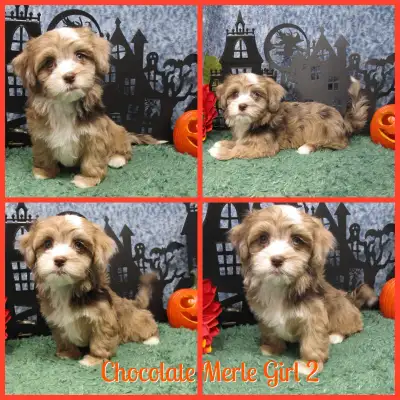 Gorgeous Nonshedding Havapoo Pups!, View more