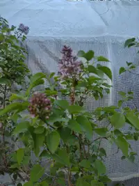 Lilacs - currently blooming !