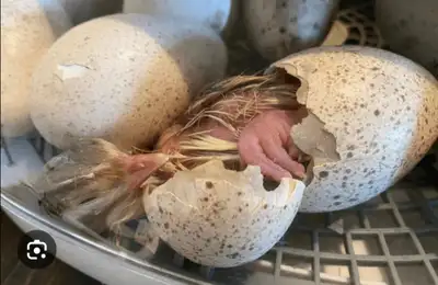 Looking to hatch some turkey eggs in the spring please msg me if you have any thanks