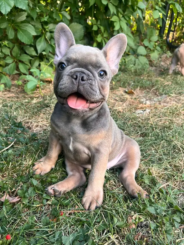 French Bulldog Puppy in Dogs & Puppies for Rehoming in Ottawa - Image 2