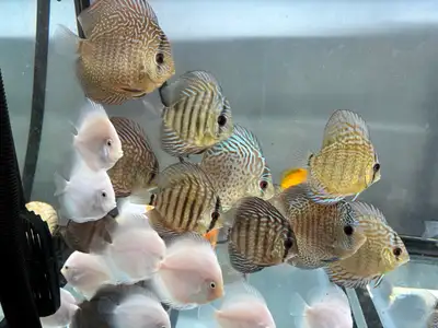 Discus asiatiques de 3 à 4 pouces et plus — dès 54,99 $ Vous cherchez de beaux discus pour votre aqu...