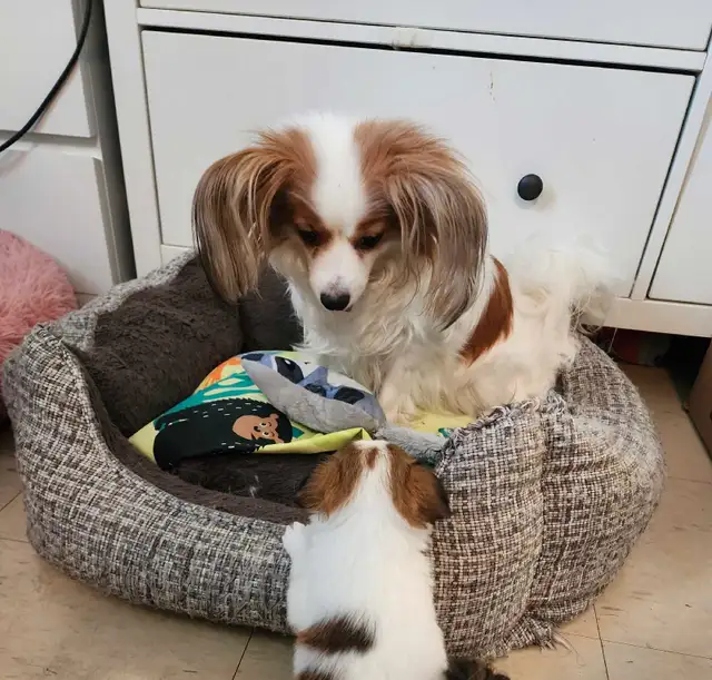 Papillon puppies in Dogs & Puppies for Rehoming in Mississauga / Peel Region - Image 3