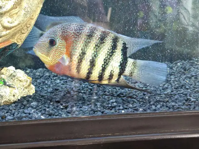 Red Tiger Severum | Fish for Rehoming | Mississauga / Peel Region ...