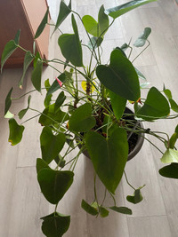 Ethos plant and umbrella plant 