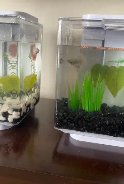 Comes with everything, have only had for around a month. Betta tanks, tank accessories, food, water...