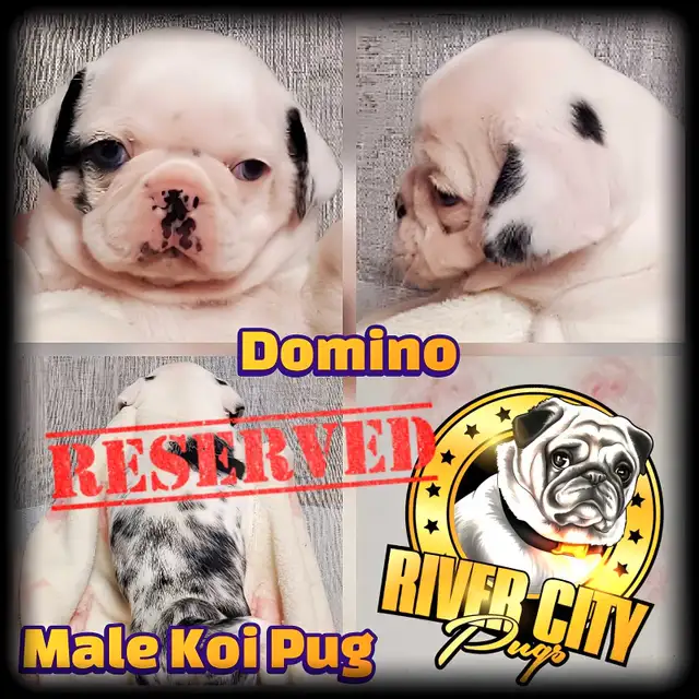 Panda Pug, Merle Pug & Koi Pug Puppies in Dogs & Puppies for Rehoming in Winnipeg - Image 5
