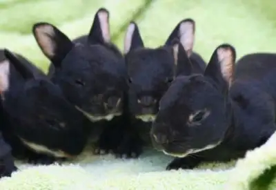 Mini Rex bunnies available, July 7th., View more