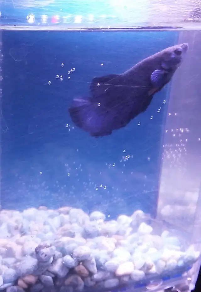 2 Male betta @ $25 in Fish for Rehoming in City of Montréal - Image 3