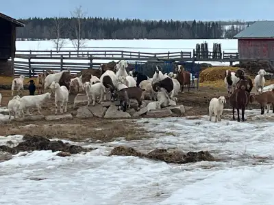 Kiko/Boer Cross Goat herd for sale, View more