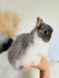 Bébé lapin- nain néerlandais ❤️pure race ❤️très affectueuse 