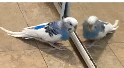 LOST BLUE/WHITE BUDGIE IN BARRIE NAME: SKY LOST ON WILLOW DRIVE L4N 0E4 CLOSEST INTERSECTION:WILLOW...