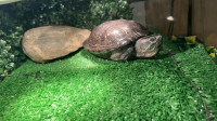 slider turtle with enclosure 