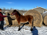 QH pony x Canadian yearling filly