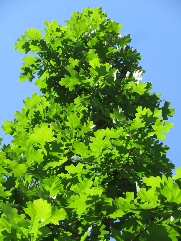 Oak Trees For Sale in Plants, Fertilizer & Soil in Saskatoon