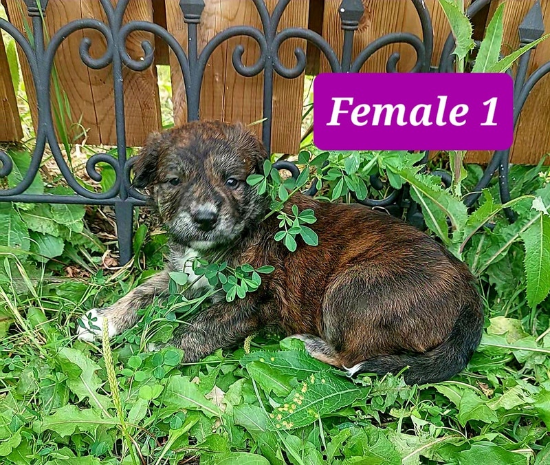 Lab cross Puppies born Canada Day Dogs & Puppies for Rehoming