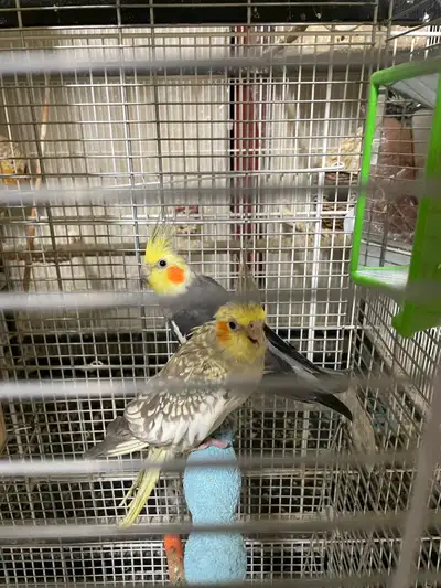 beautiful cocktail pair, View more