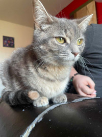 Tabby looking for new home. 
