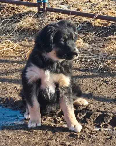 1 male tri color left. He has been checked over by the Vet, had his first worming and shot. Handled...