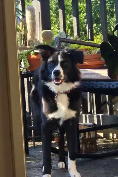 Belle border collie de 1 ans. Points forts: intelligente, emphatique et sensible a son humain. Beauc...