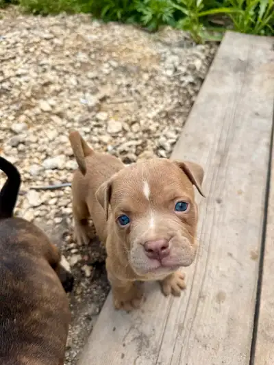 ENGLISH BULLDOG X, View more