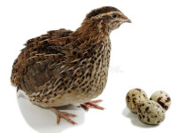 Coturnix quail chicks & eggs