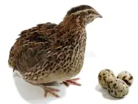 Mother’s Day Special - Coturnix Jumbo Quail chicks & eggs