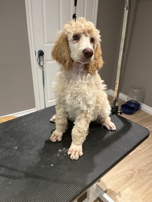 Housebroken Standard Poodle Puppies Purebred Price Negotiable Dogs
