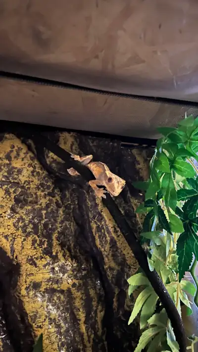 tail-less male crested gecko, View more