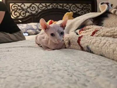 Calico  Blue eye Sphynx Elf Female Kitten, View more