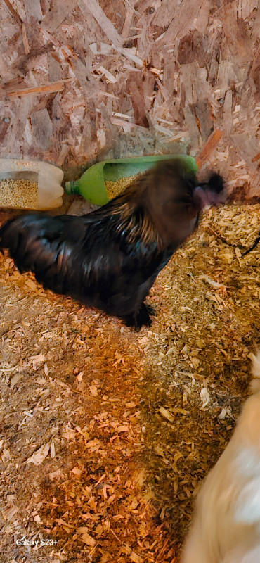 satin silkie rooster in Livestock in Bathurst - Image 4