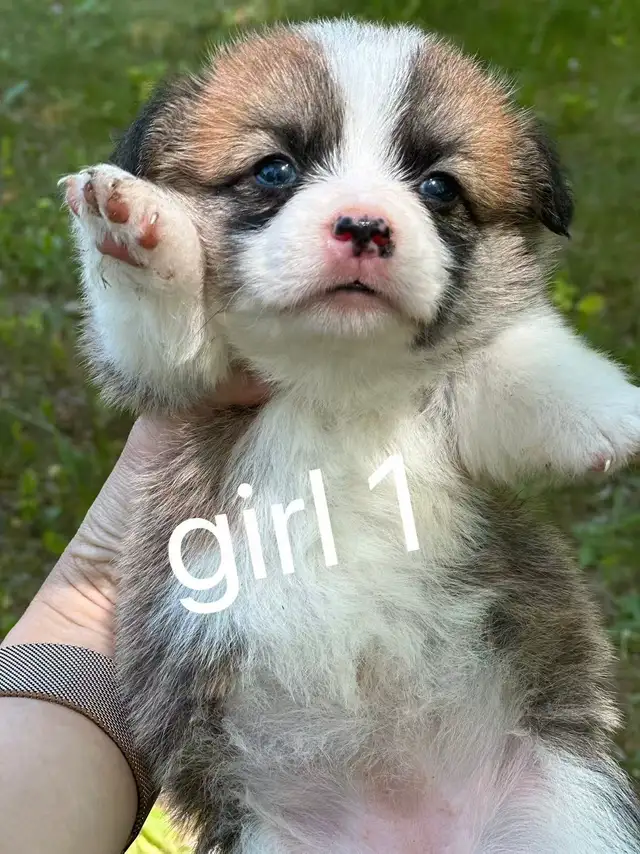 Two months old Welsh Corgi puppies in Dogs & Puppies for Rehoming in City of Toronto - Image 4