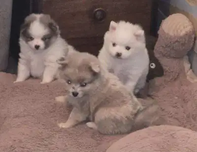 3 POMERAINAN PUPS 2 BOYS 1 GIRL PLUS MOM, View more