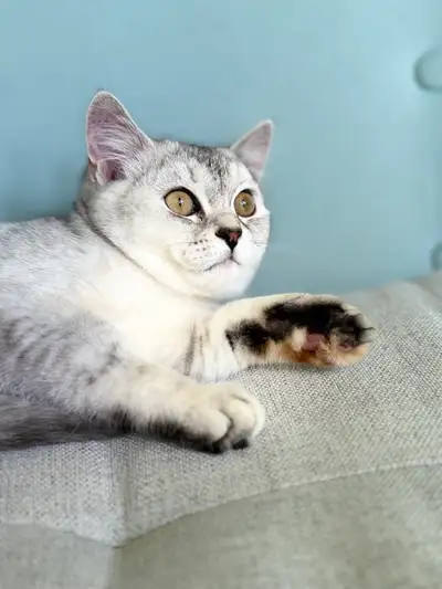 British Shorthair Female Cat, View more