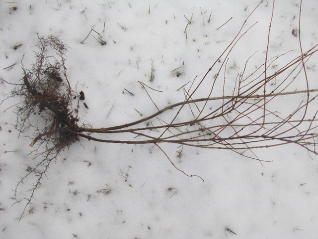 SNOWBERRY (Symphoricarpos albus) PLANTS in Plants, Fertilizer & Soil in Oshawa / Durham Region
