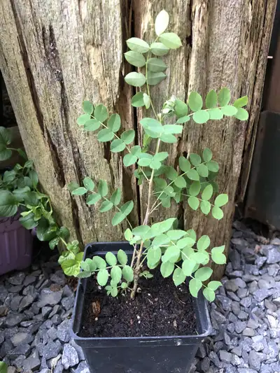Locust tree / Caragana arborescens (Vivace/Perrenial), View more