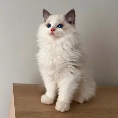 Male sweet-faced Ragdoll kitten. Blue Bicolor Fully vaccinated with two FVRCP vaccinations Received...