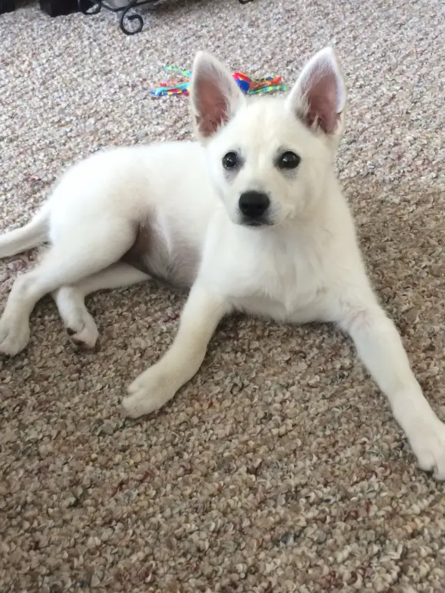 Small Dog Sitting/Daycare/Over Night in Dogs & Puppies for Rehoming in St. Catharines - Image 7
